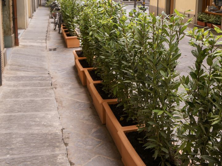 Pot plants lining the road in Florence