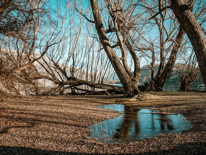 Frozen puddles and bare trees near Lake Hayes