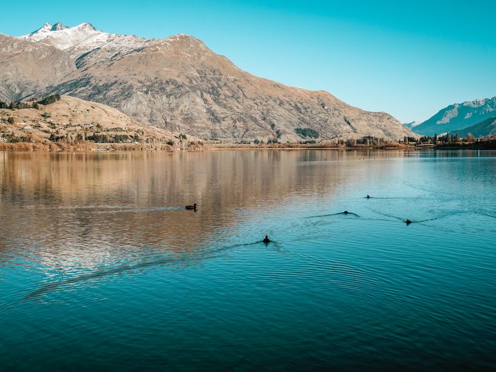 Ducks swimming on Lake Hayes