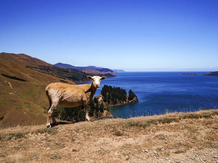 A curious sheep on the clifftop