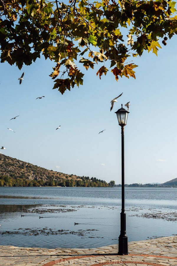 Seagulls fly around a lamppost on the edge of Lake Orestiada in Kastoria.