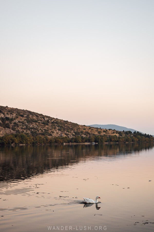 A goose floats on Lake Orestiada at sunset in Kastoria.