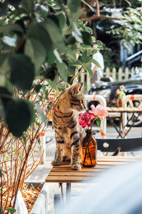 A cat sitting on a cafe table in Tirana.
