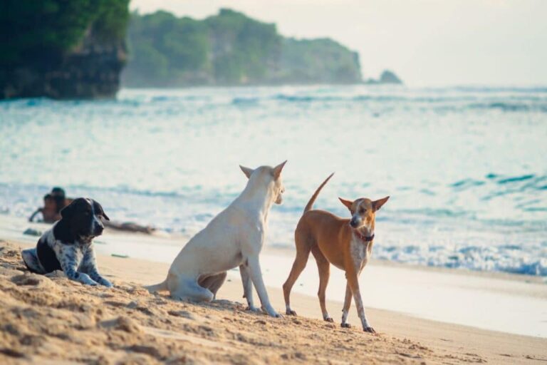 Bali Launches Rabies Alert Teams To Combat Transmission And Ensure Tourist Safety
