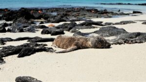 Galapagos Travel Guide