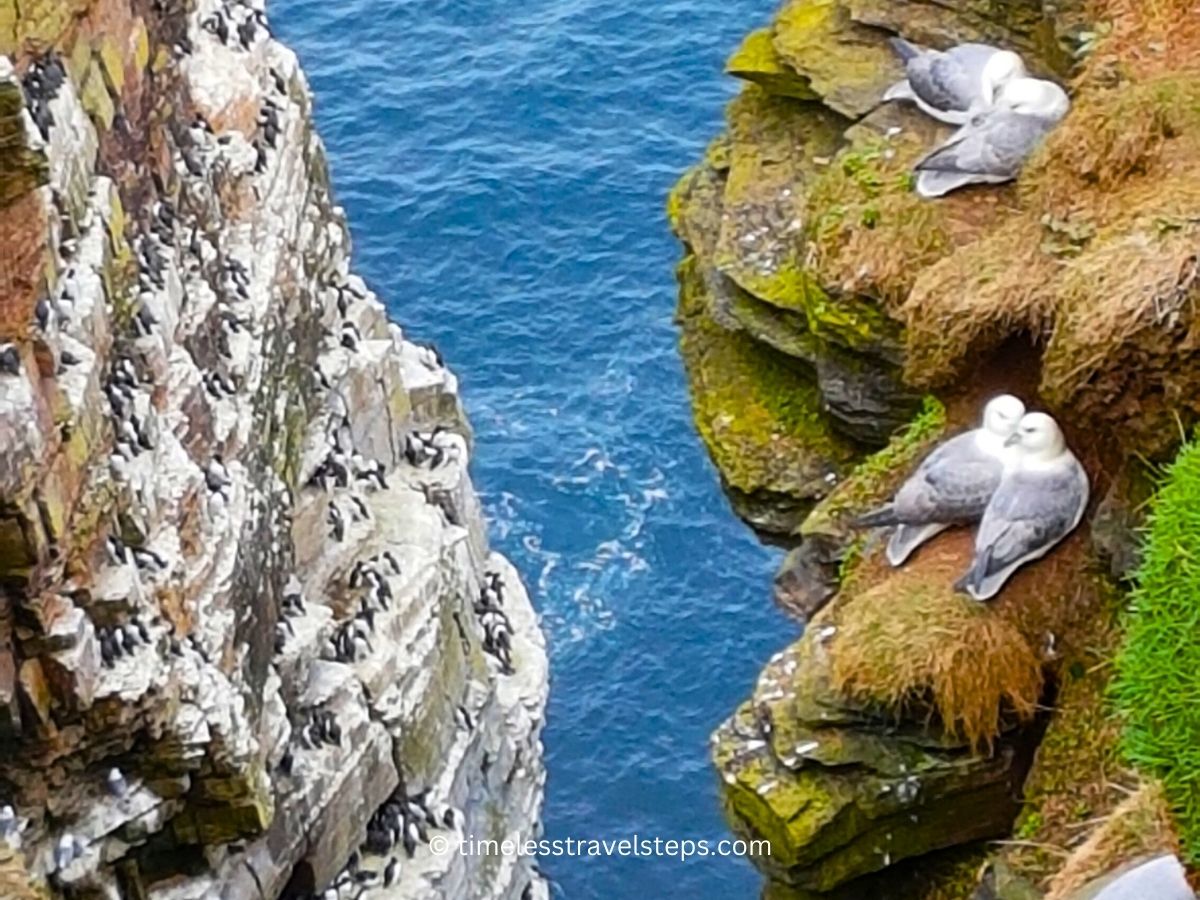 cliffs and birds at Duncansby Head