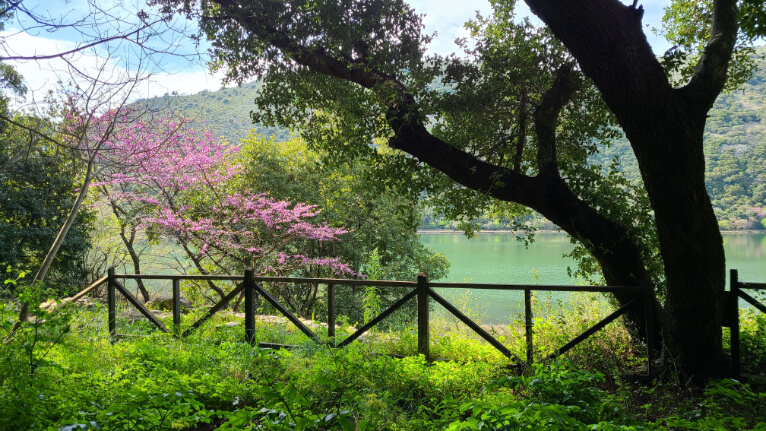 A view onto lake Butrint at spring with a tree in the foreground and purple flowers.