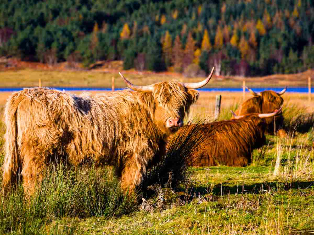 the gentle giants of the Highland, Scotland 