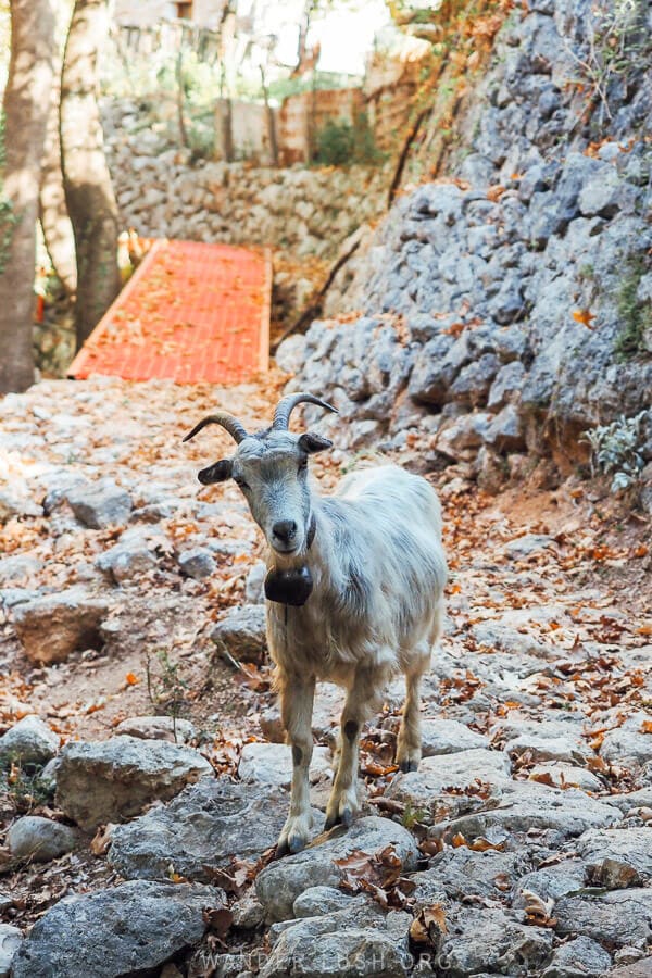 A white goat treds on stones on the Mills Trail in Dhermi.