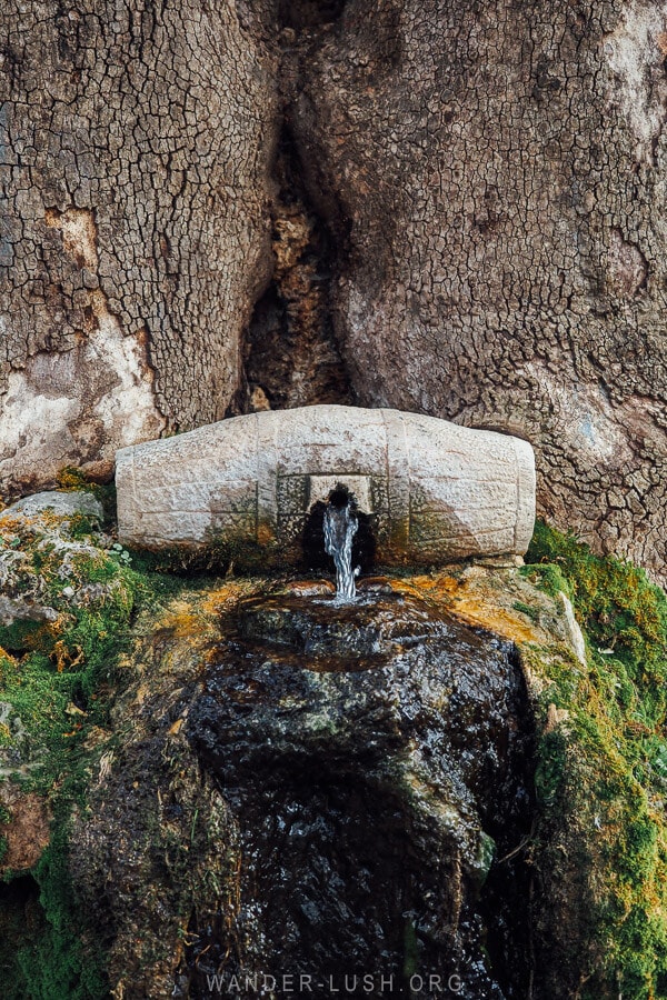 A water spring from a small barrel embedded in the trunk of an old tree in Leskovik Albania.