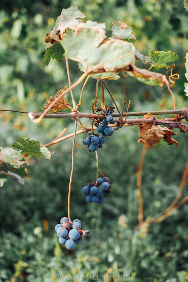 Purple grapes dangling from a vine in Leskovik.