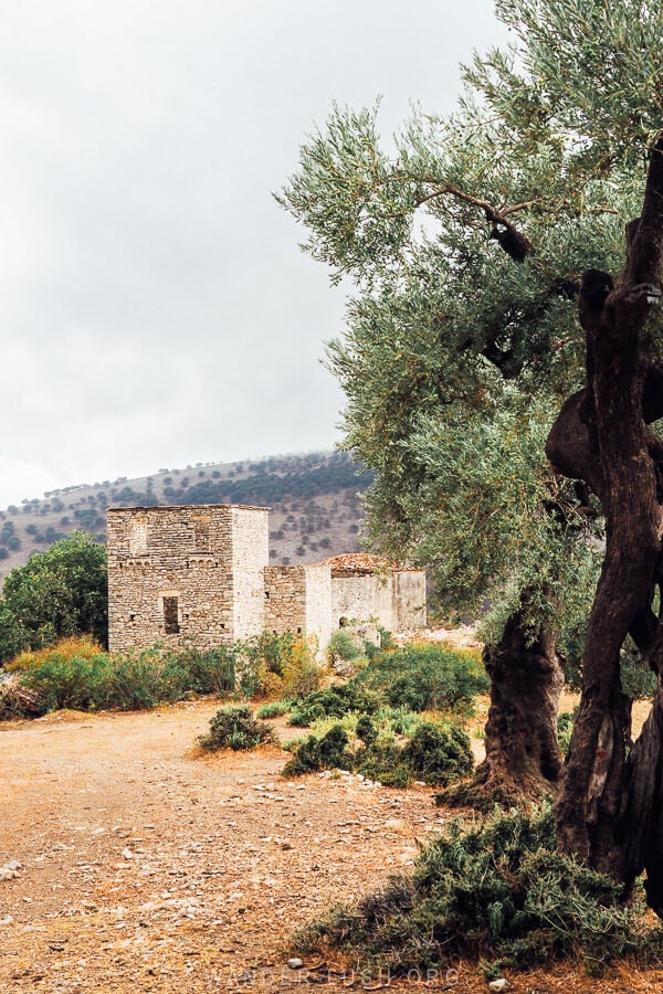 Olive trees with twisted trunks and the Ali Pasha castle in the background.