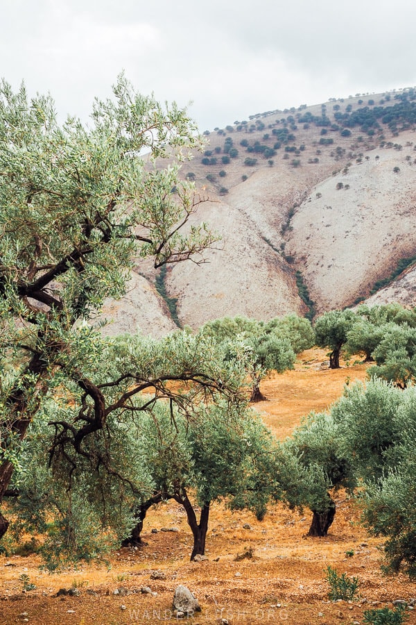 Green olive trees on red soil in Qeparo, Albania.