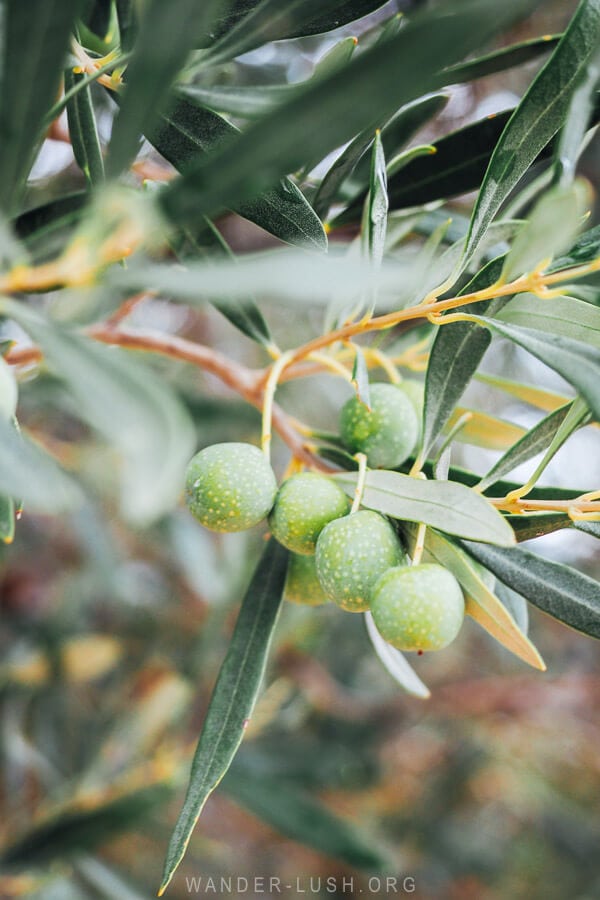 Six olives growing on a tree in Albania.