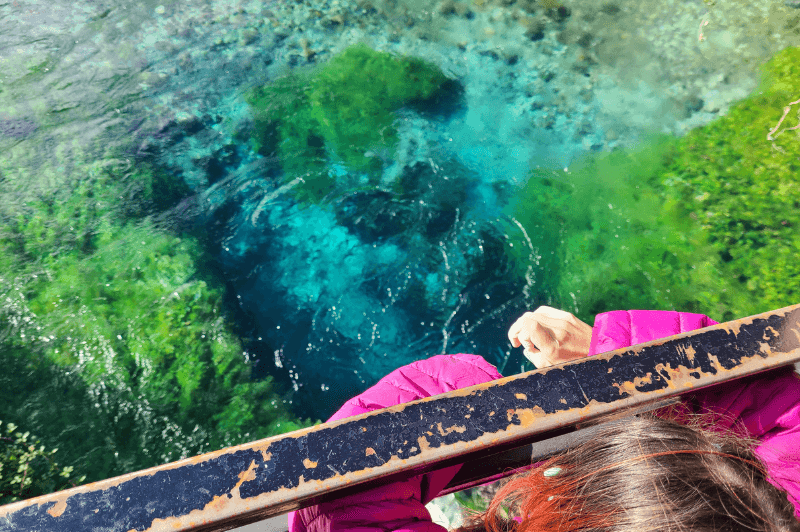 A blue spring bubbling up into a river. Green plants are growing in the water.