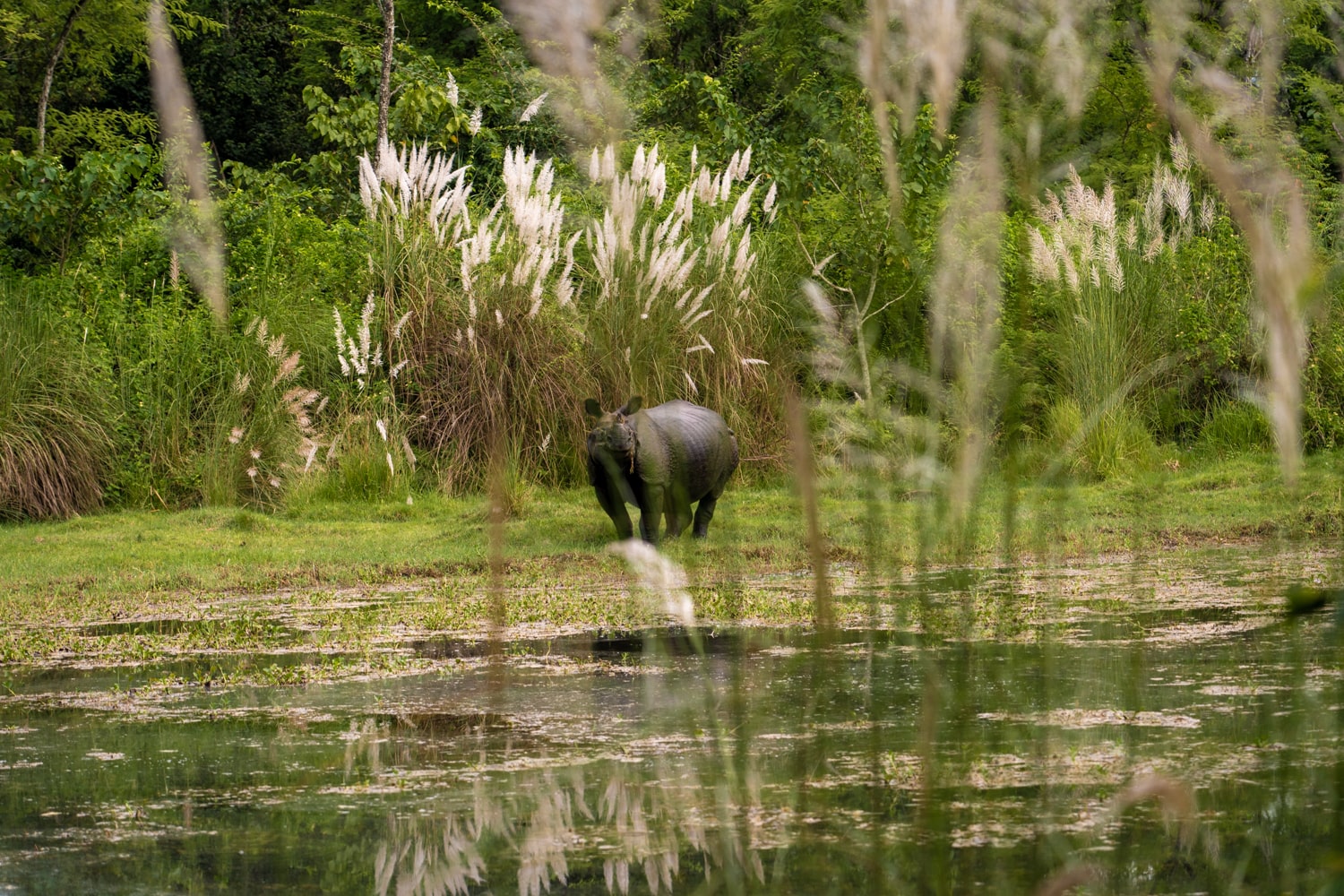 A wild one-horned great rhino on the banks of the river inside Chitwan National Park.