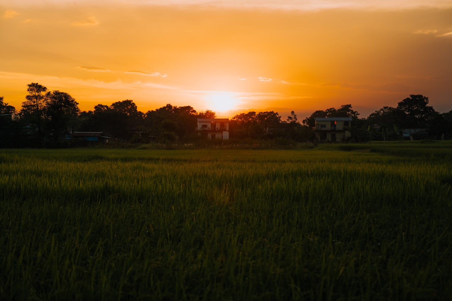 A vivid orange sunset over rice fields in Barauli, Chitwan, Nepal.