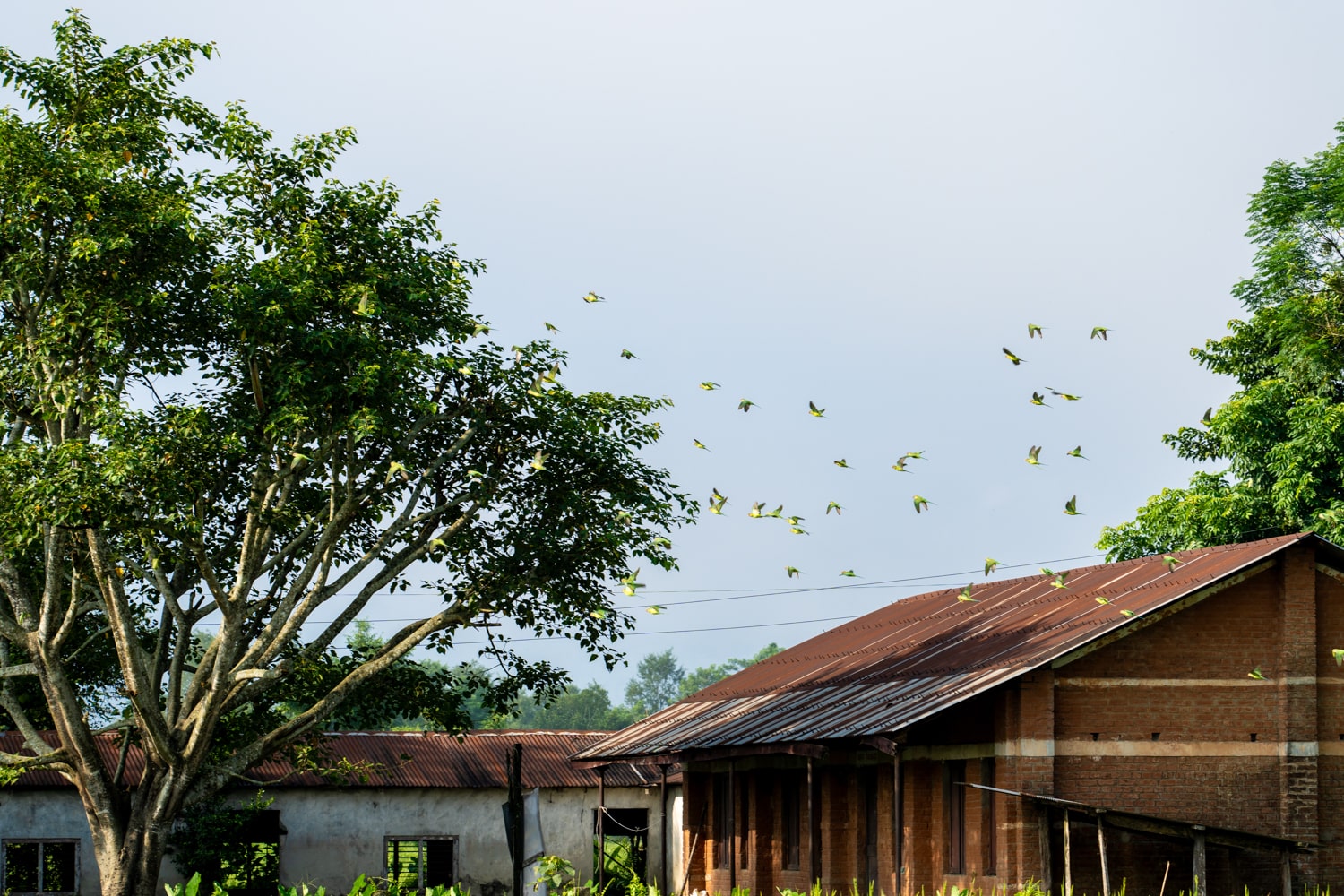 Rose-ringed parakeets take flight over local home and rice field near Chitwan National Park, Nepal.