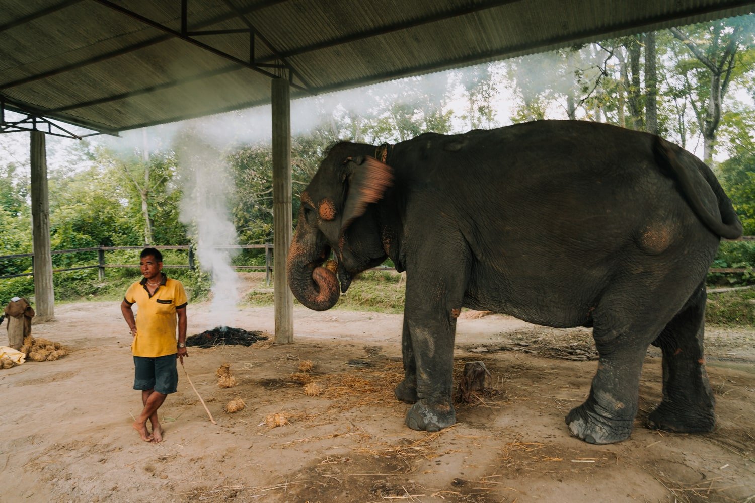 A sad, captive elephant and its trainer in Chitwan.