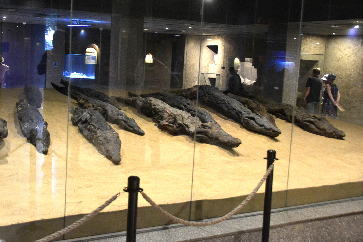 crocodile museum 