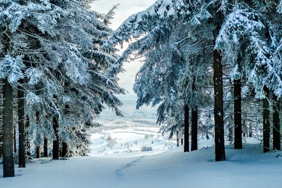 Ski trails run between trees in the wintery Zieleniec, Poland.