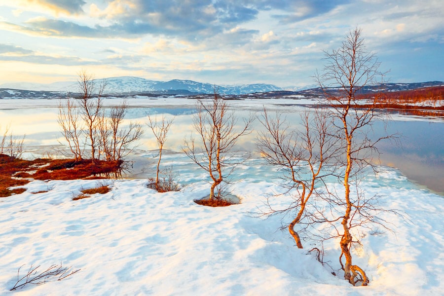 A winter landscape in Swedish Lapland, with spindly trees framed by a frozen lake.