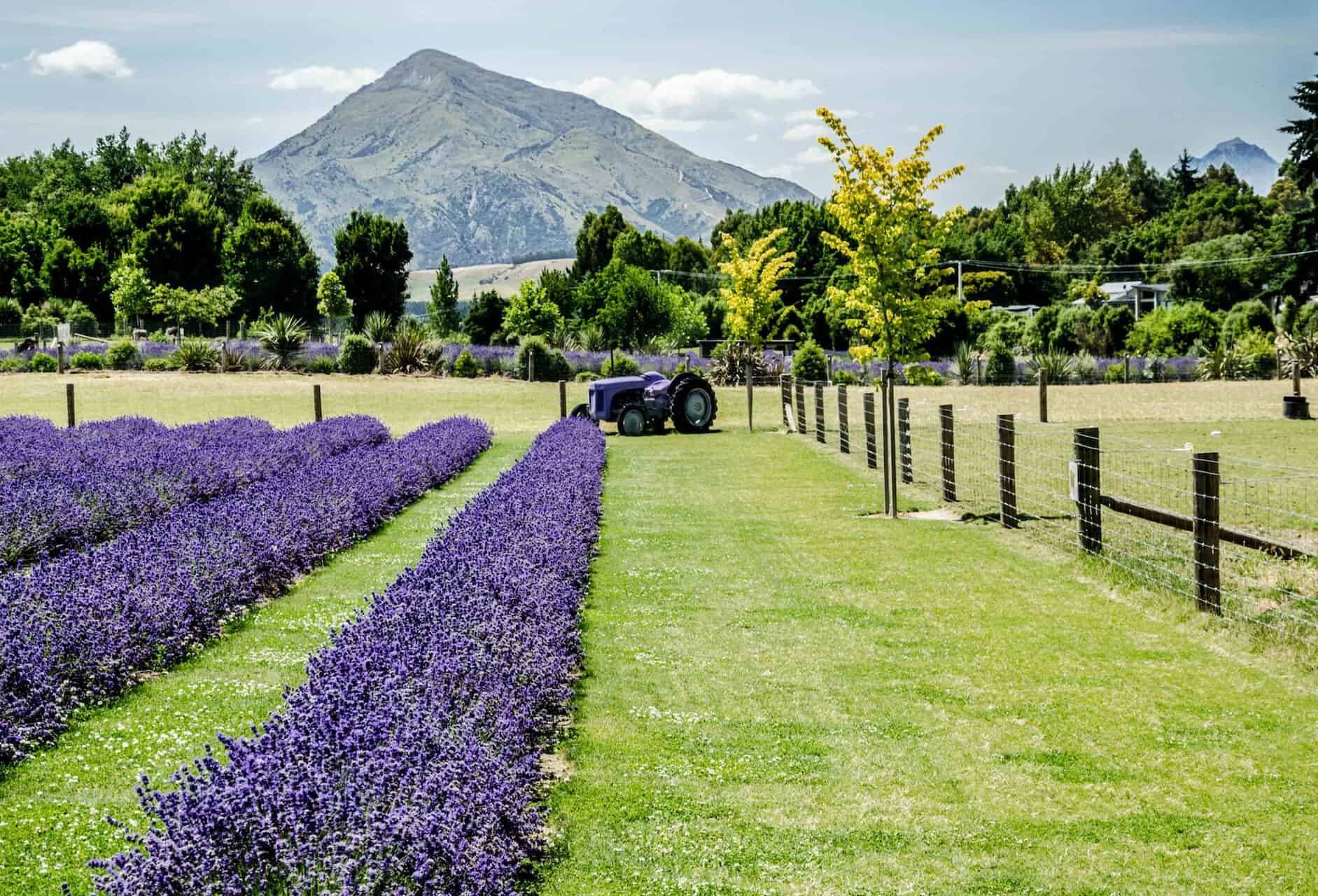 Wanaka Lavender Farm