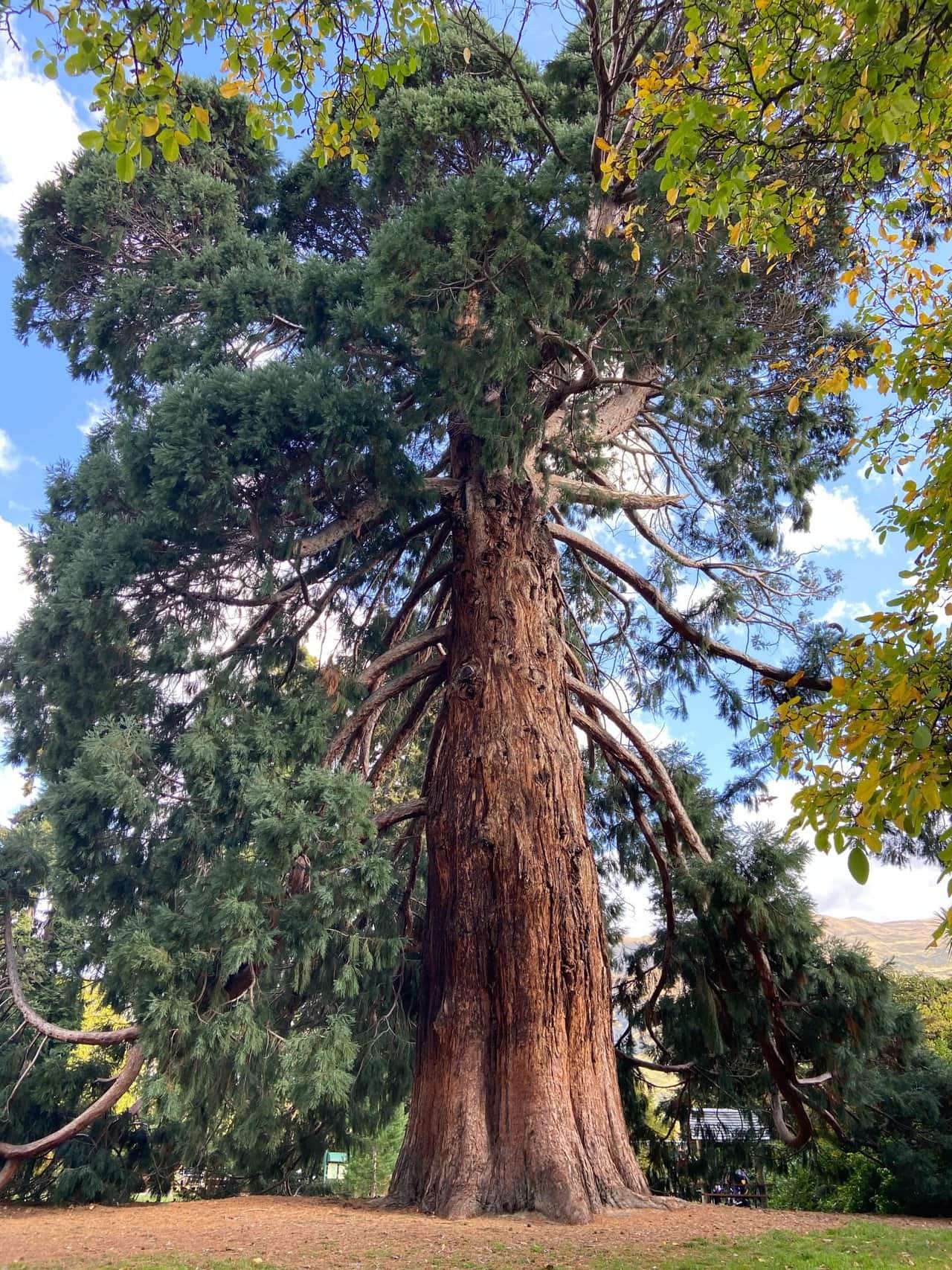 huge redwood tree in Wanaka Station Park