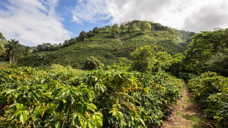 8 Best Coffee Tours in Costa Rica