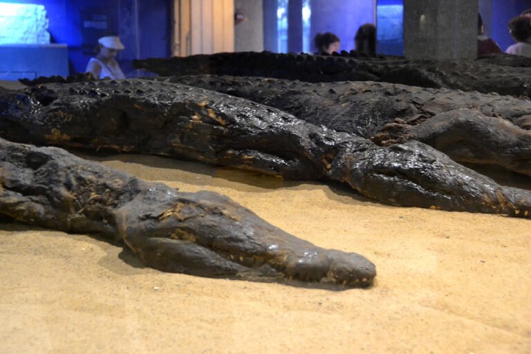 An Ultimate Guide to the Kom Ombo Crocodile Museum - Vanilla Papers