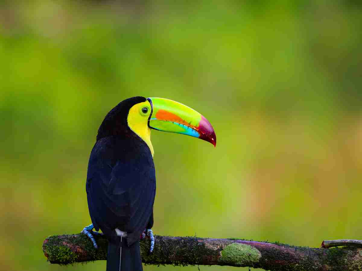 Regenbogentukan Costa Rica Ecotourism timeless travel steps