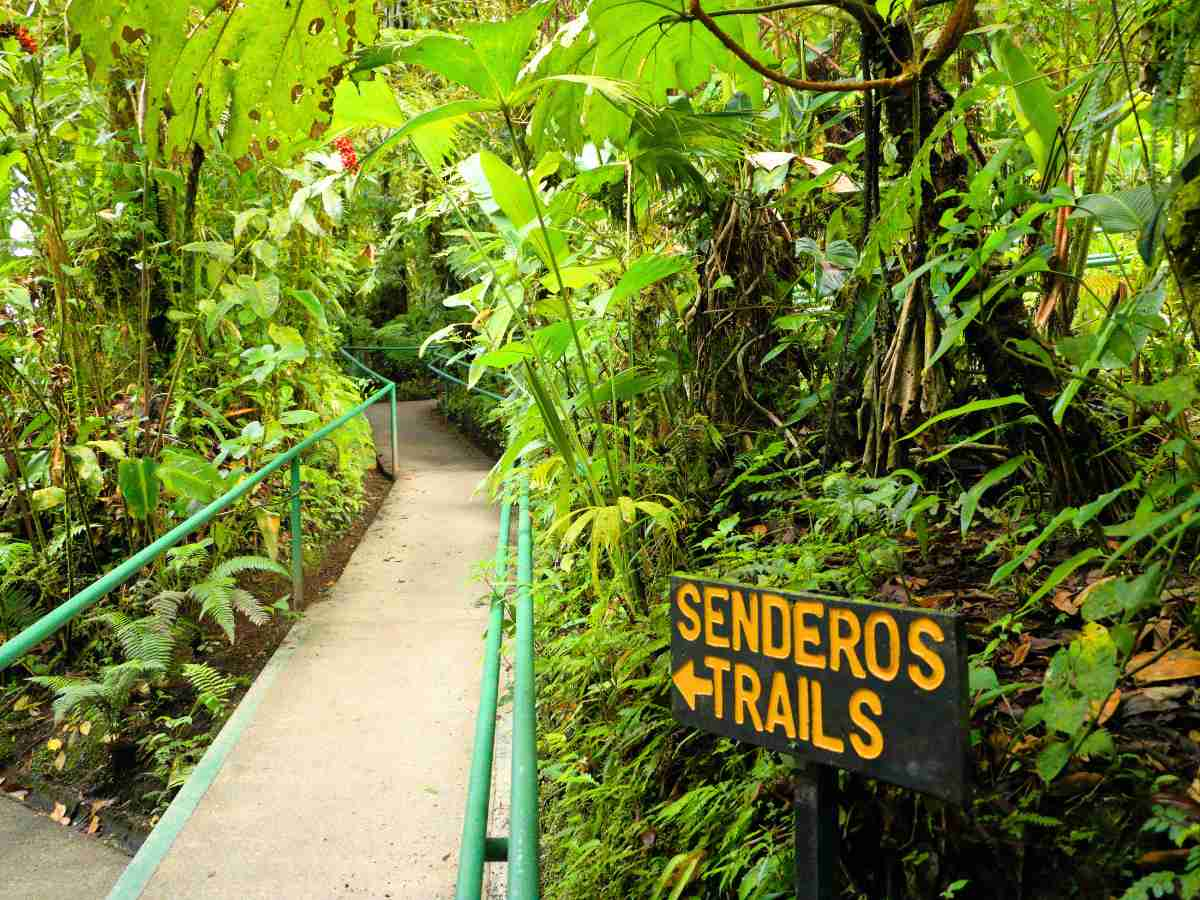 hiking trail in Monteverde Cloud Forest Costa Rica Ecotourism 