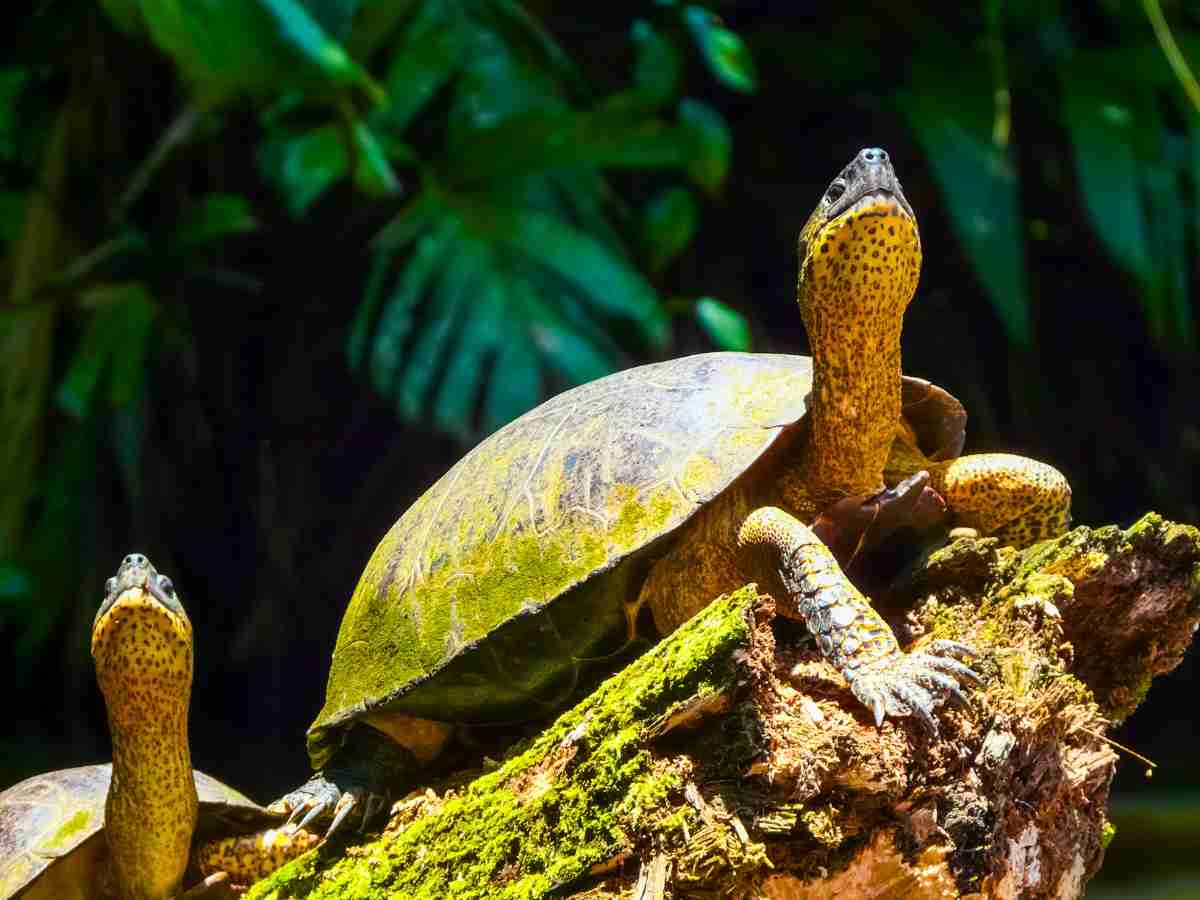 a river turtle on a tree trunk in Tortuguero 