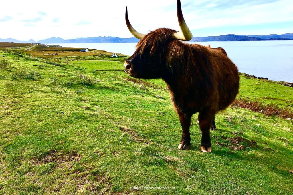 highland coos: beyond scotland's postcards | timeless travel steps