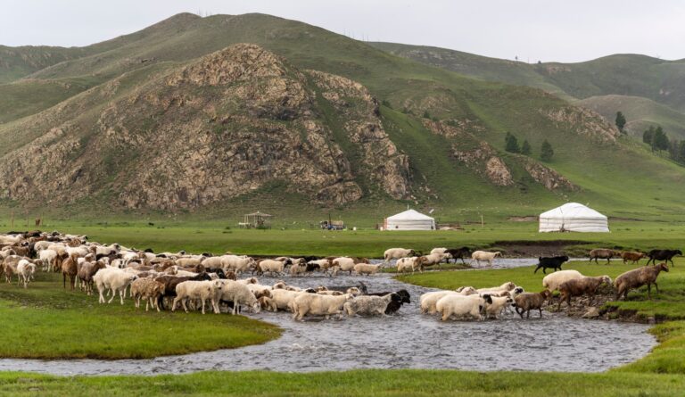 Mobile internet meets nomad tradition on the Mongolian steppe