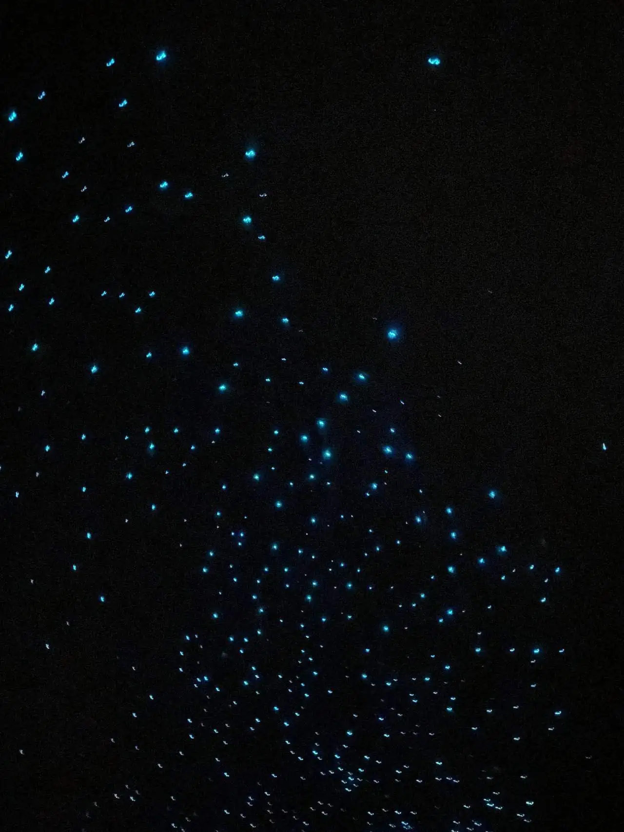 Glowworms in Waitomo, New Zealand