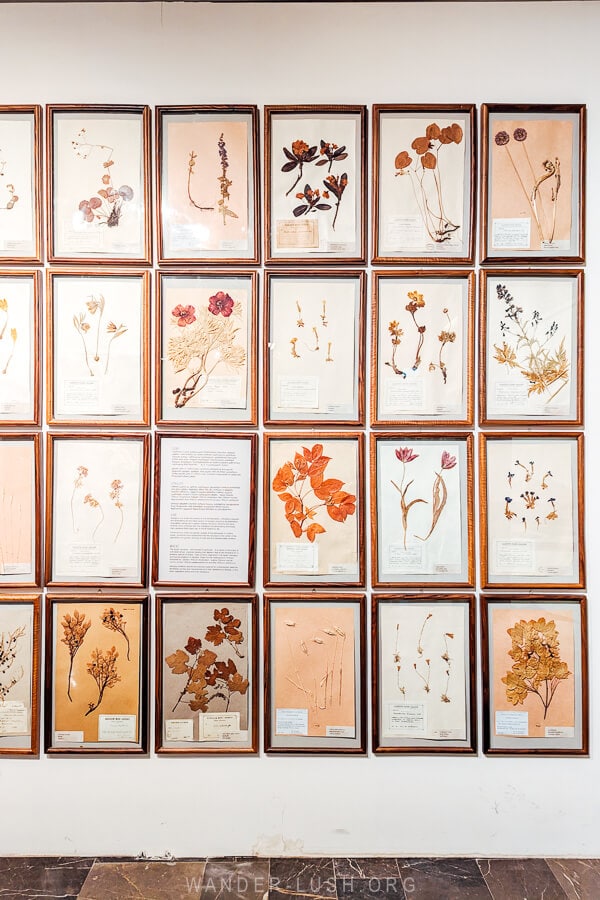 Flora display of pressed plants and flowers at the Georgian National Museum in Tbilisi.