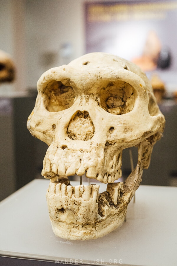 A hominid skull on display at the National Museum of Georgia in Tbilisi.