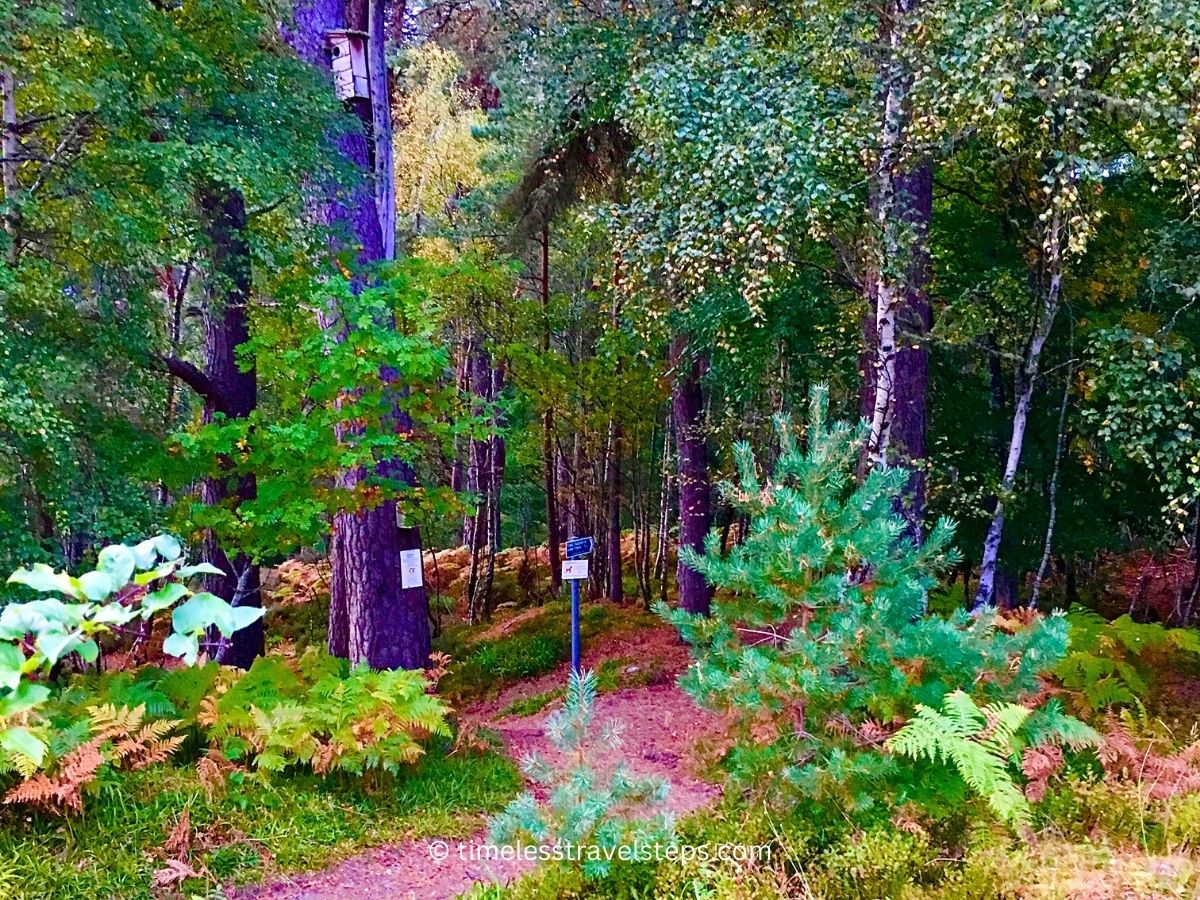 trail with lots of steps autumn colours