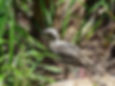 A stone curlew in grassland