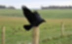 A crow on a fencepost at Stonehenge