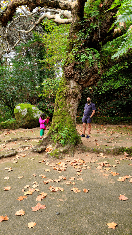 A large tree in the center of the courtyard of the crosses at Convent of the Capuchos