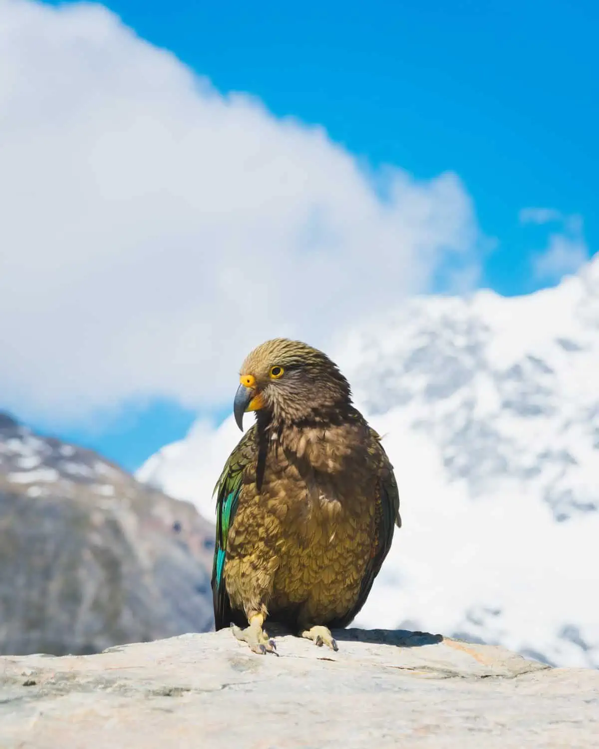 Kea bird at Aoraki Mt Cook