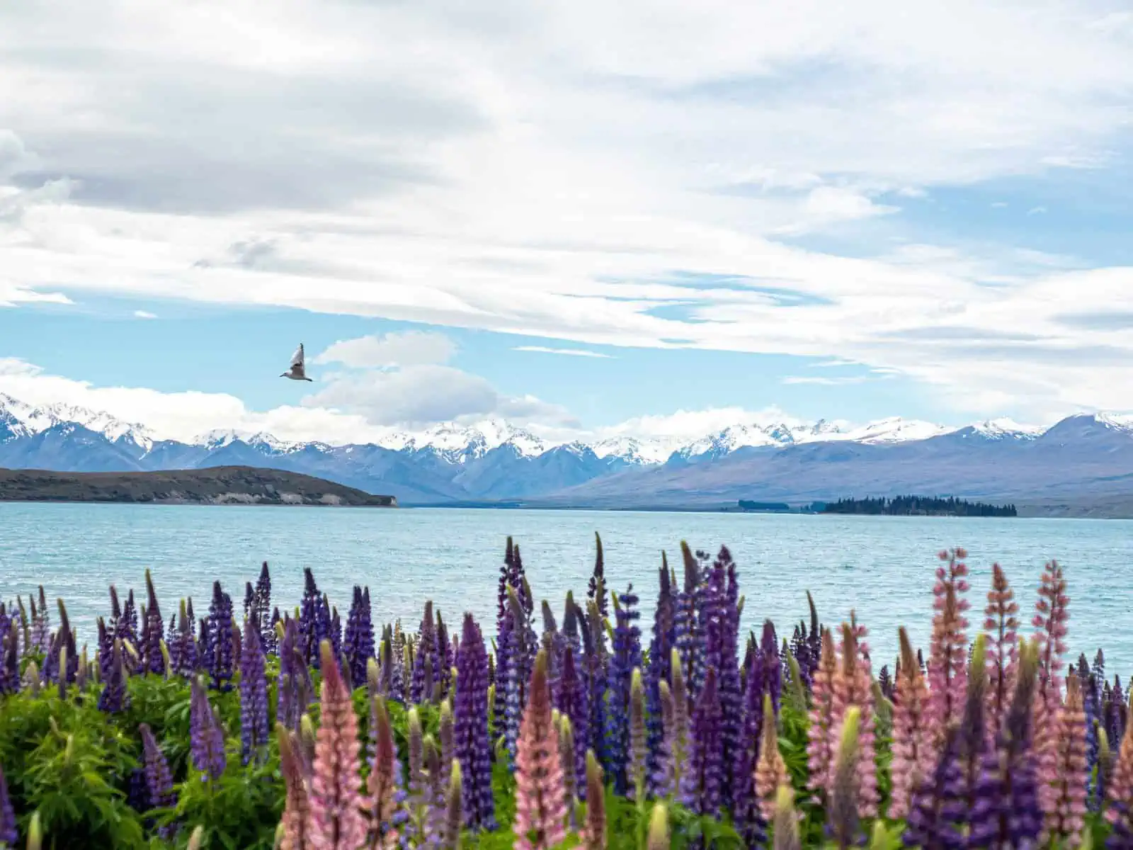 Lupins at Lake Tekapo