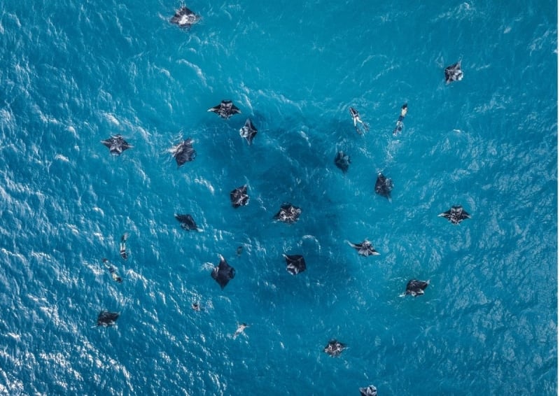 Aerial view of Dharavandhoo manta rays, Maldives