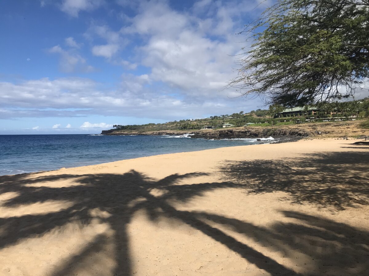 The shadow of a palm tree on the golden sand of Lanai island in Hawaii