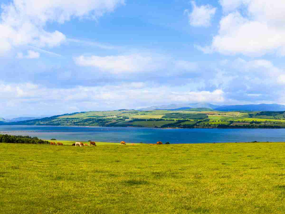 cows grazing the green on Cromarty Firth under blue skies and cotton clouds. view towards Cromarty Firth and Cromarty Bridge in the distance