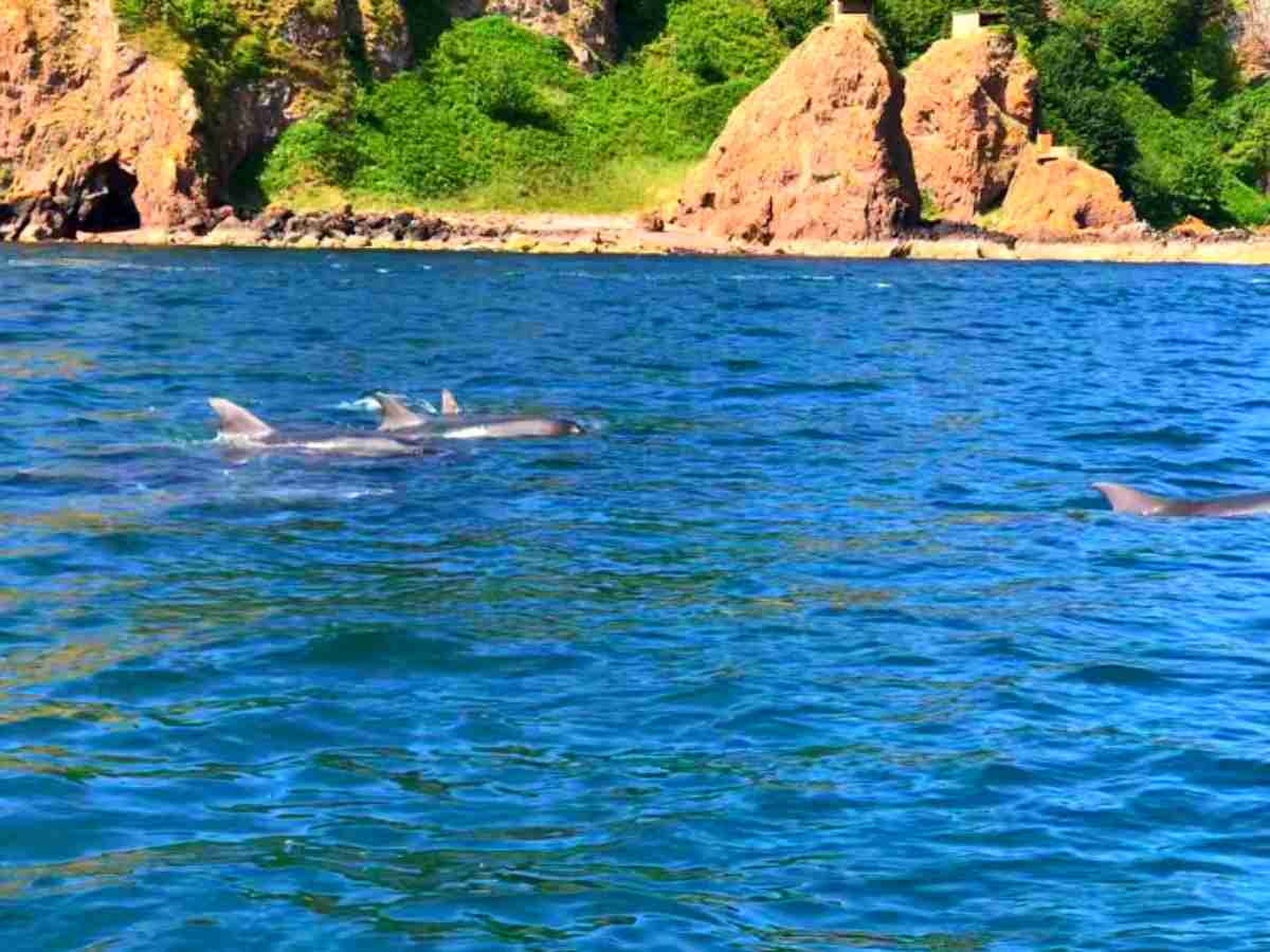 dolphins seen during a dolphin cruise in Cromarty Firth