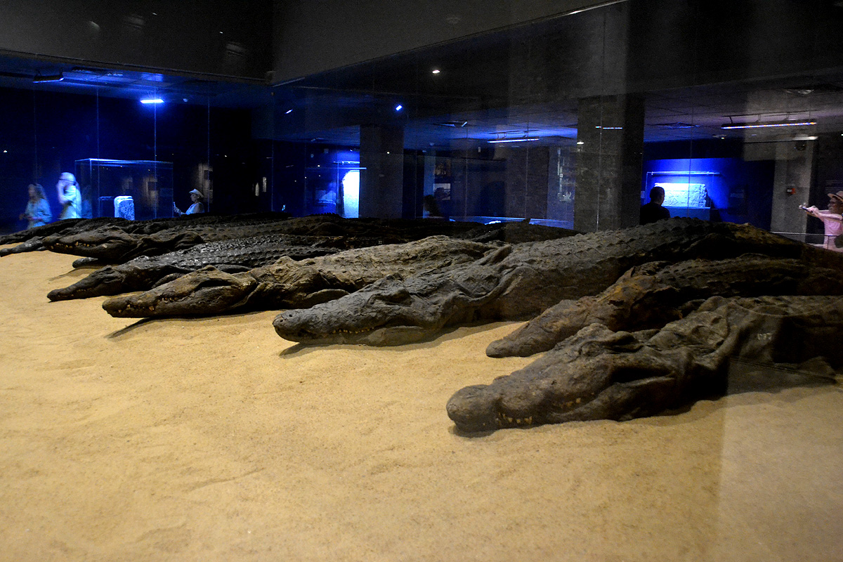 kom ombo crocodile museum