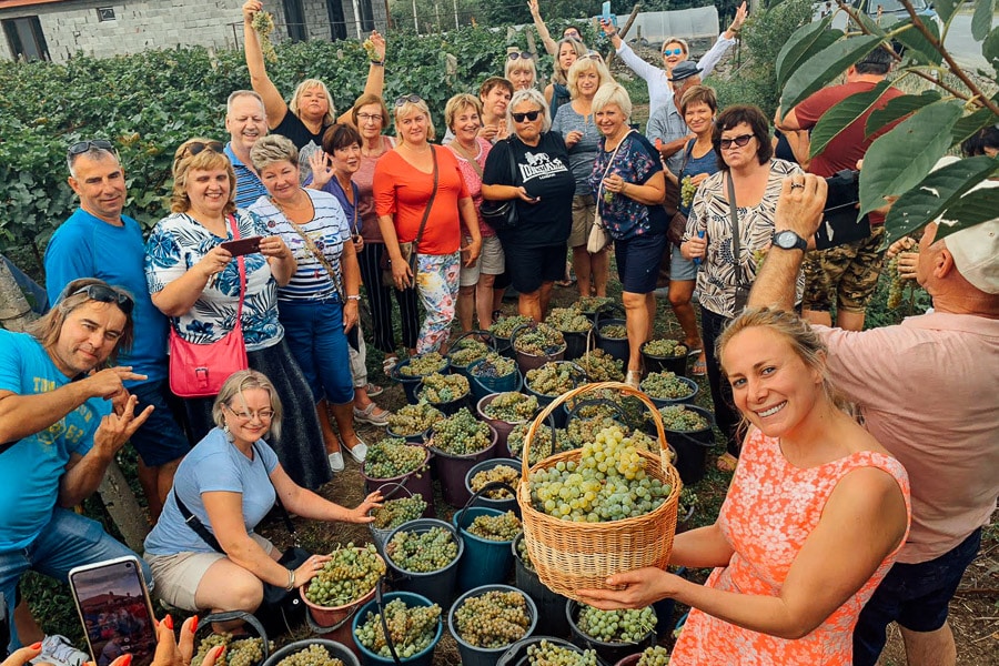 A group of people harvest grapes as part of the annual Rtveli festival in Georgia at Wine Yard N1.